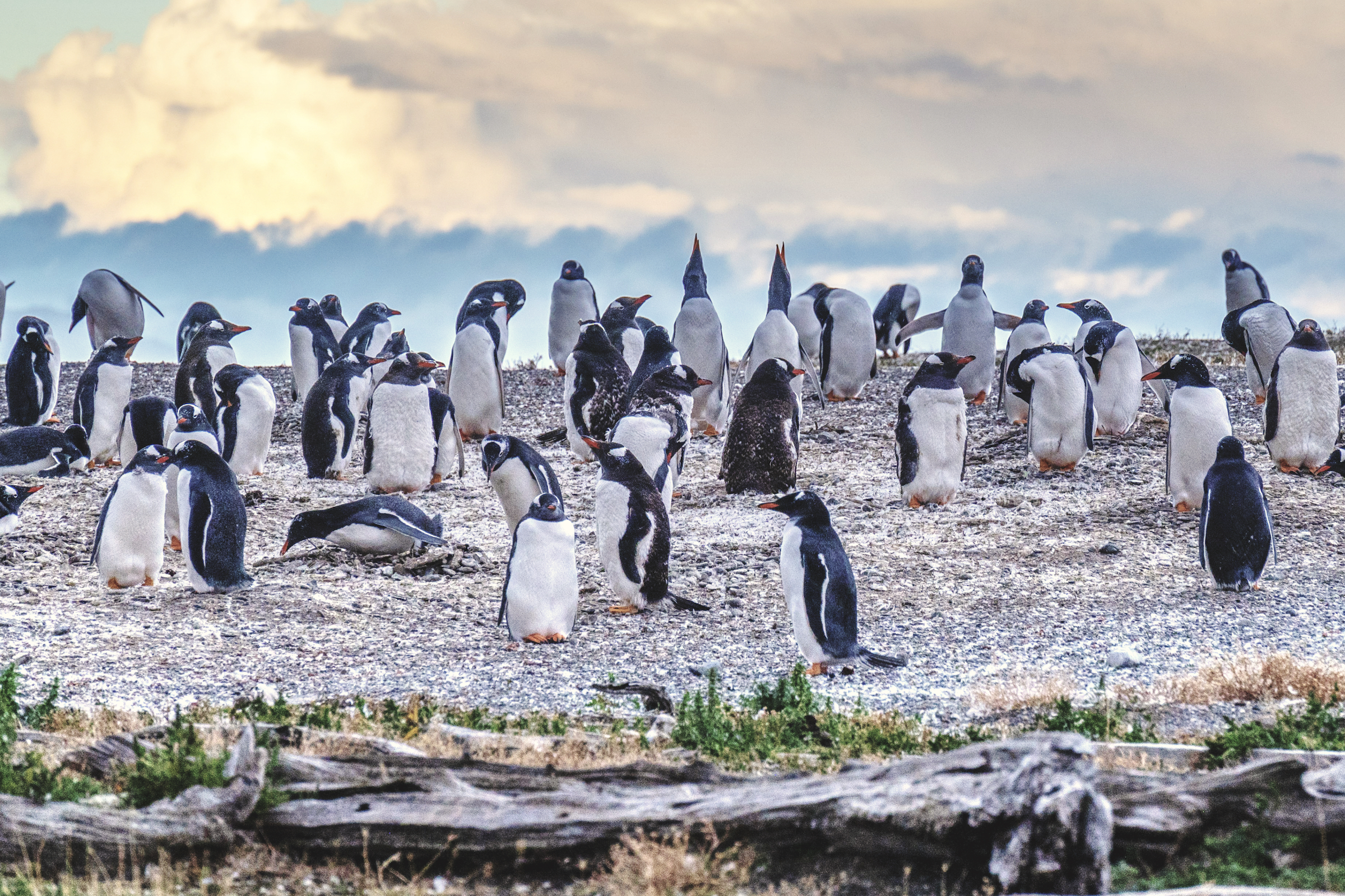Gentoo penguin colony on Martillo Island in Tierra del Fuego