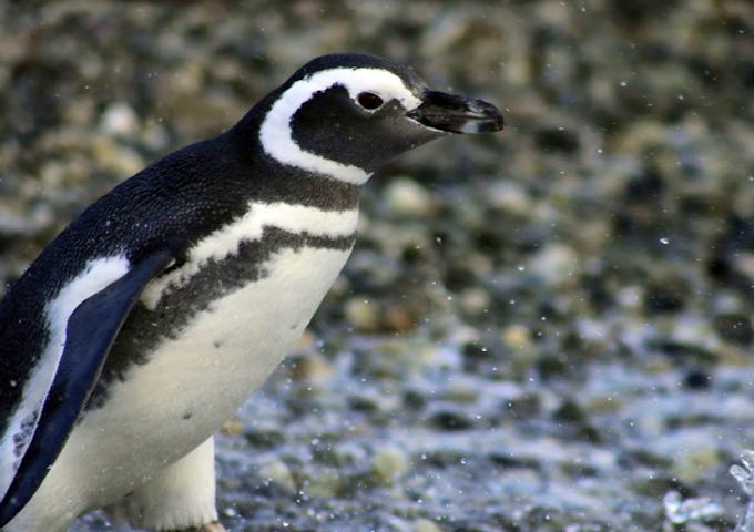 Magellanic penguin at the Tuckers Islets, Tierra del Fuego, Chile