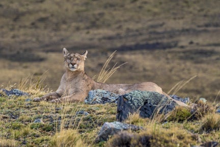 A female puma lies looking at the camera in Torres del Paine national park in Chile