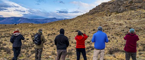 Pumas and Birds of Southern Patagonia