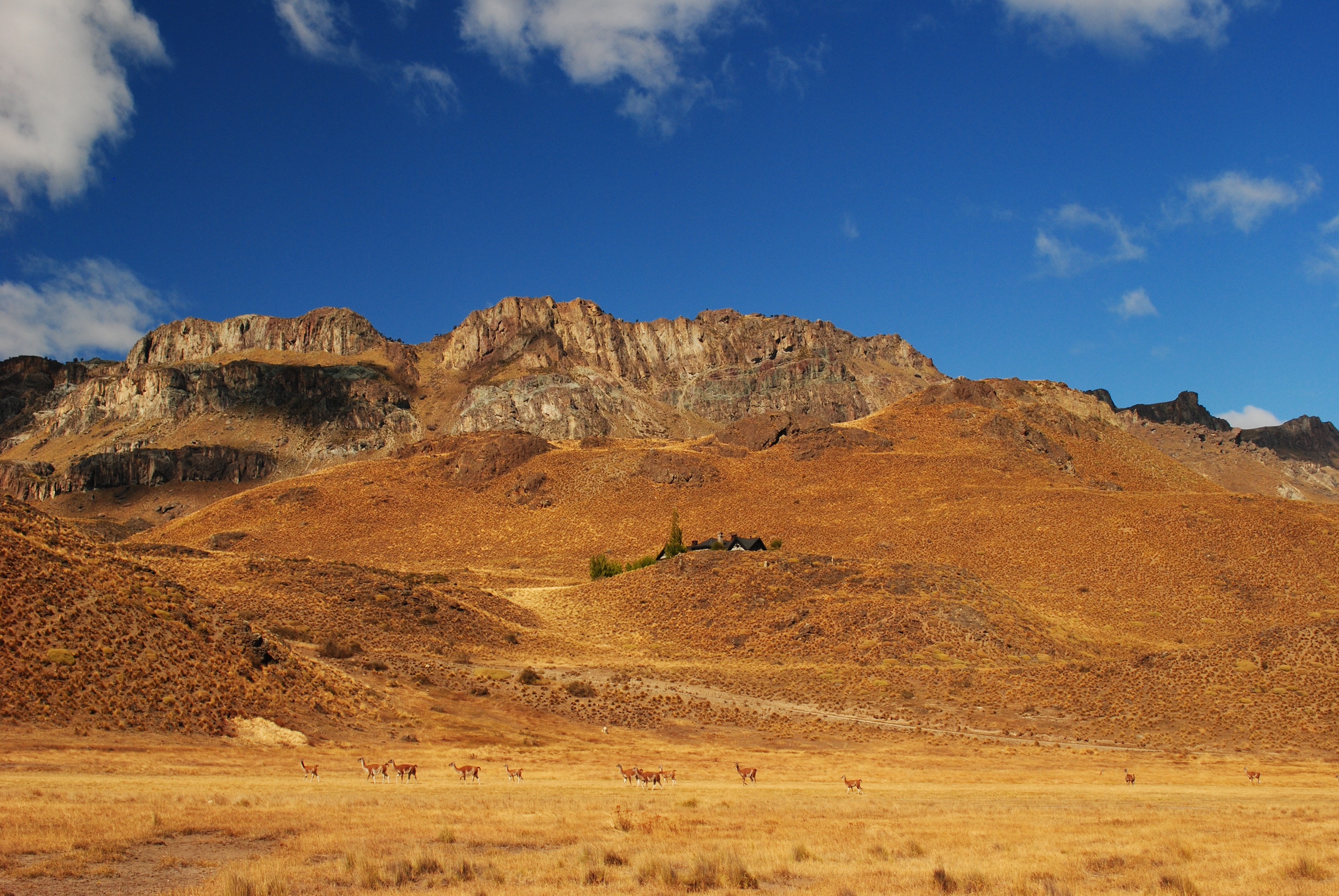 A herd of guanacos roaming in the national park