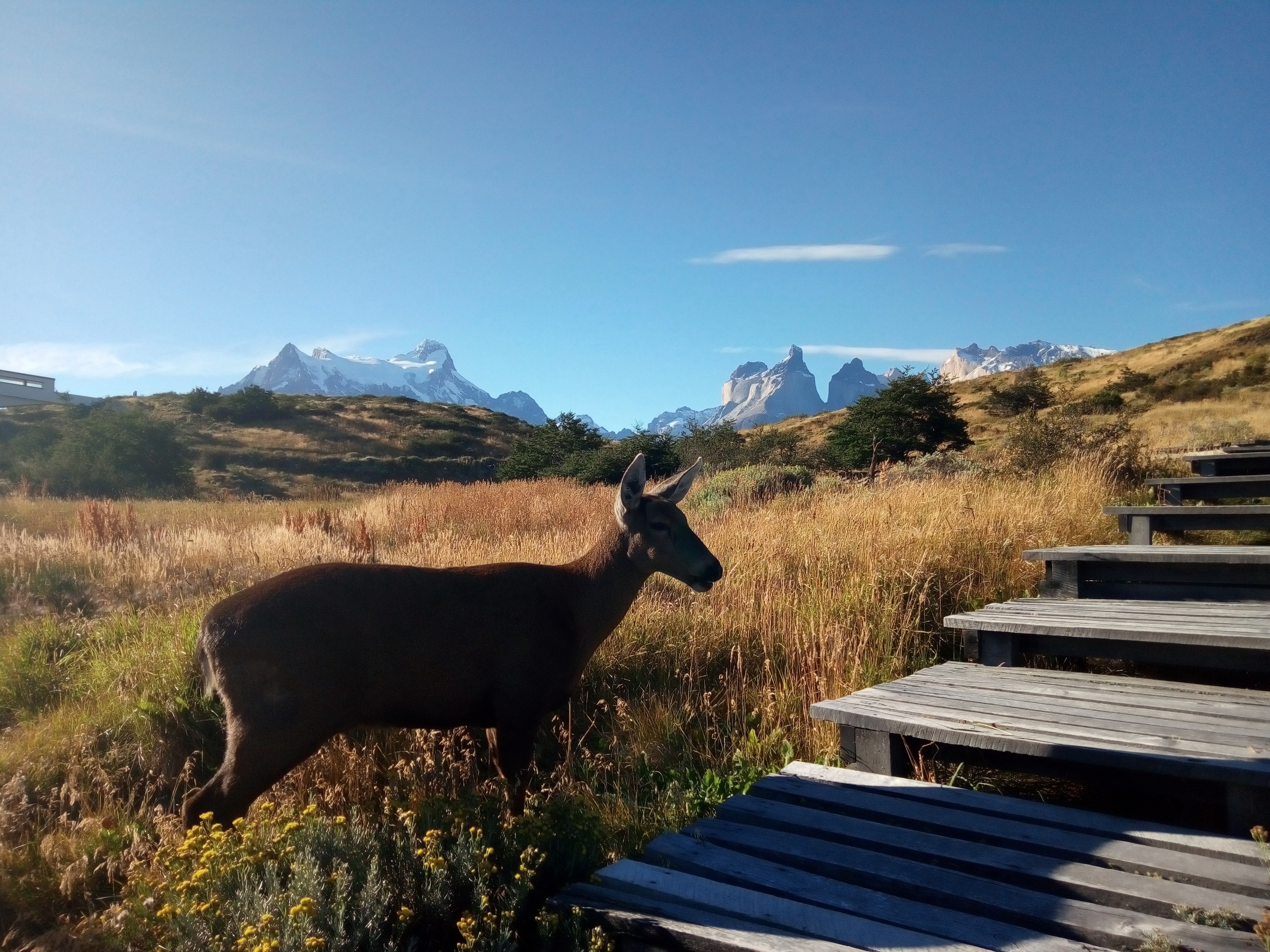 Wildlife of Patagonia