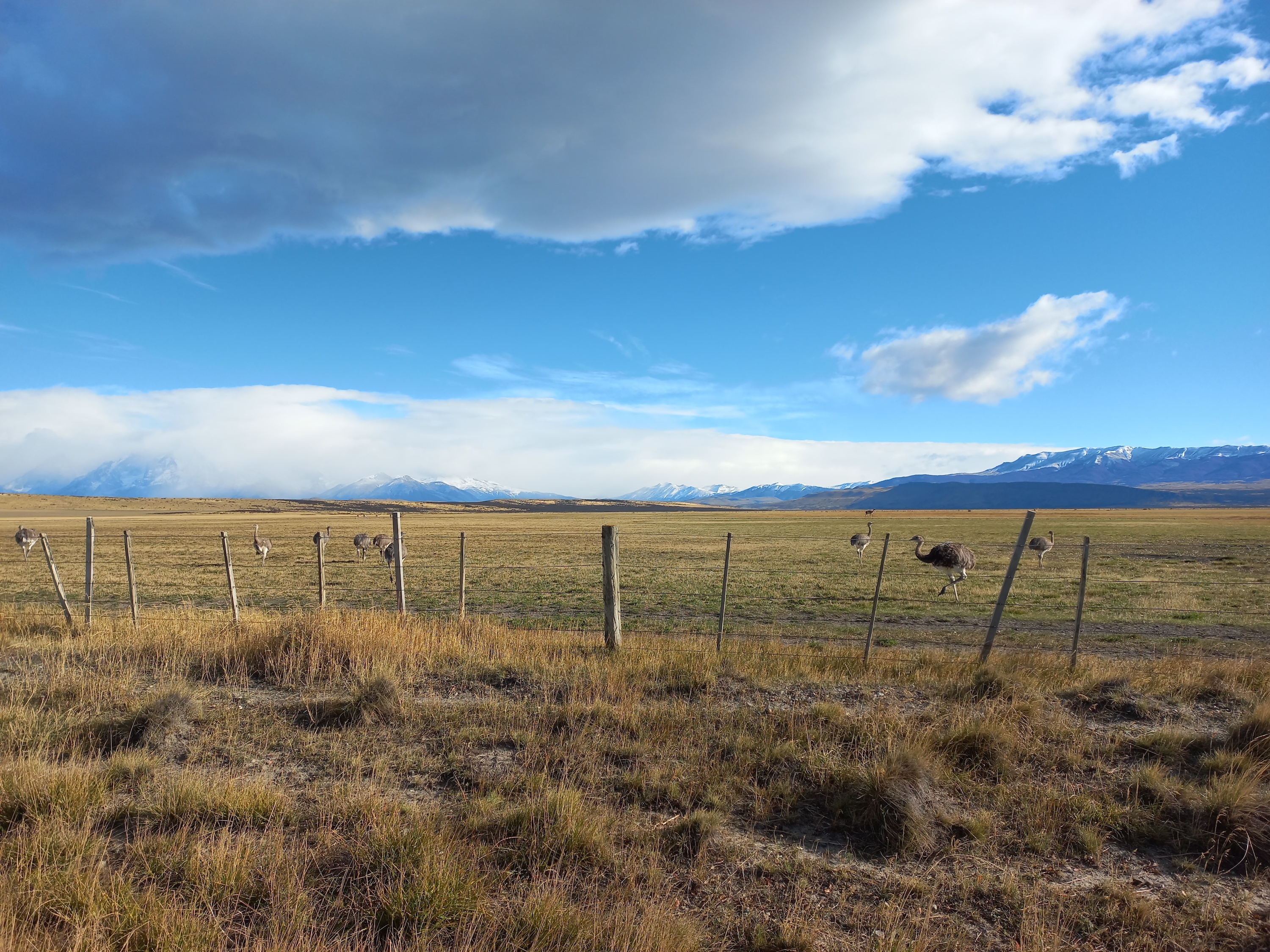 Rheas next to the road