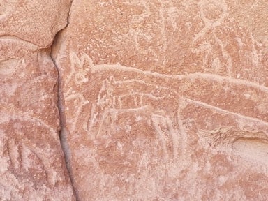 Close up of a petroglyph in the Atacama Desert. The image is of a pregnant fox, containing a baby fox inside her