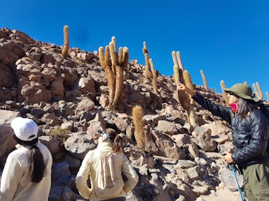 In Guatin canyon in Chile's Atacama Desert, a guide shows a group of hikers a Cardon cactus, growing on a slope of rocky scree