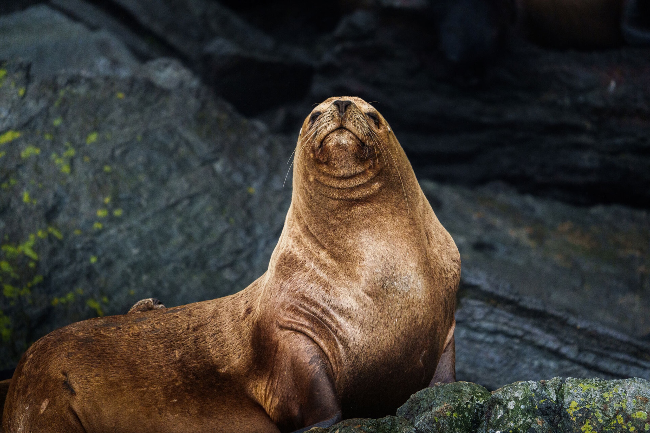 Glaciers & Fjords of Southern Patagonia Expedition Cruise