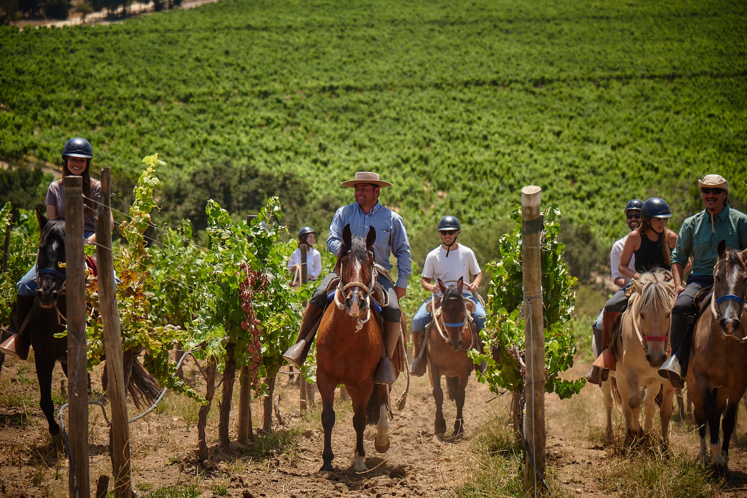 Matetic Vineyard