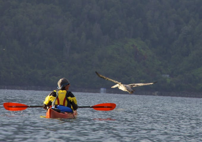 Pumalin kayaking