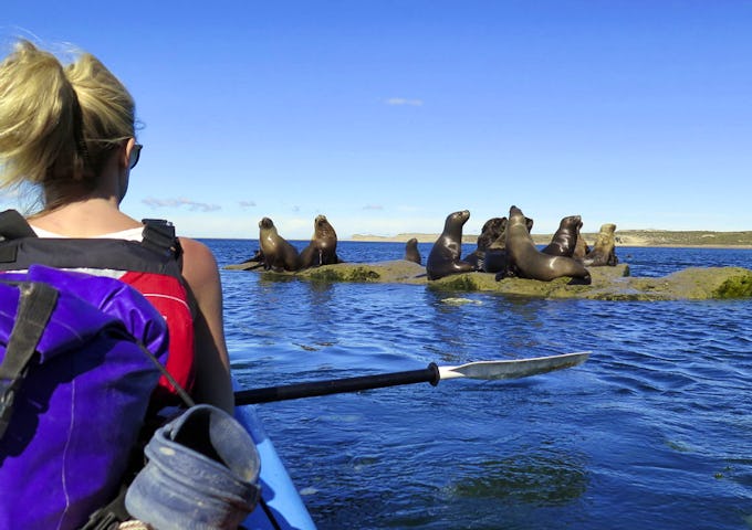 Kayaking with sea lions, Peninsula Valdés, Patagonia, Argentina