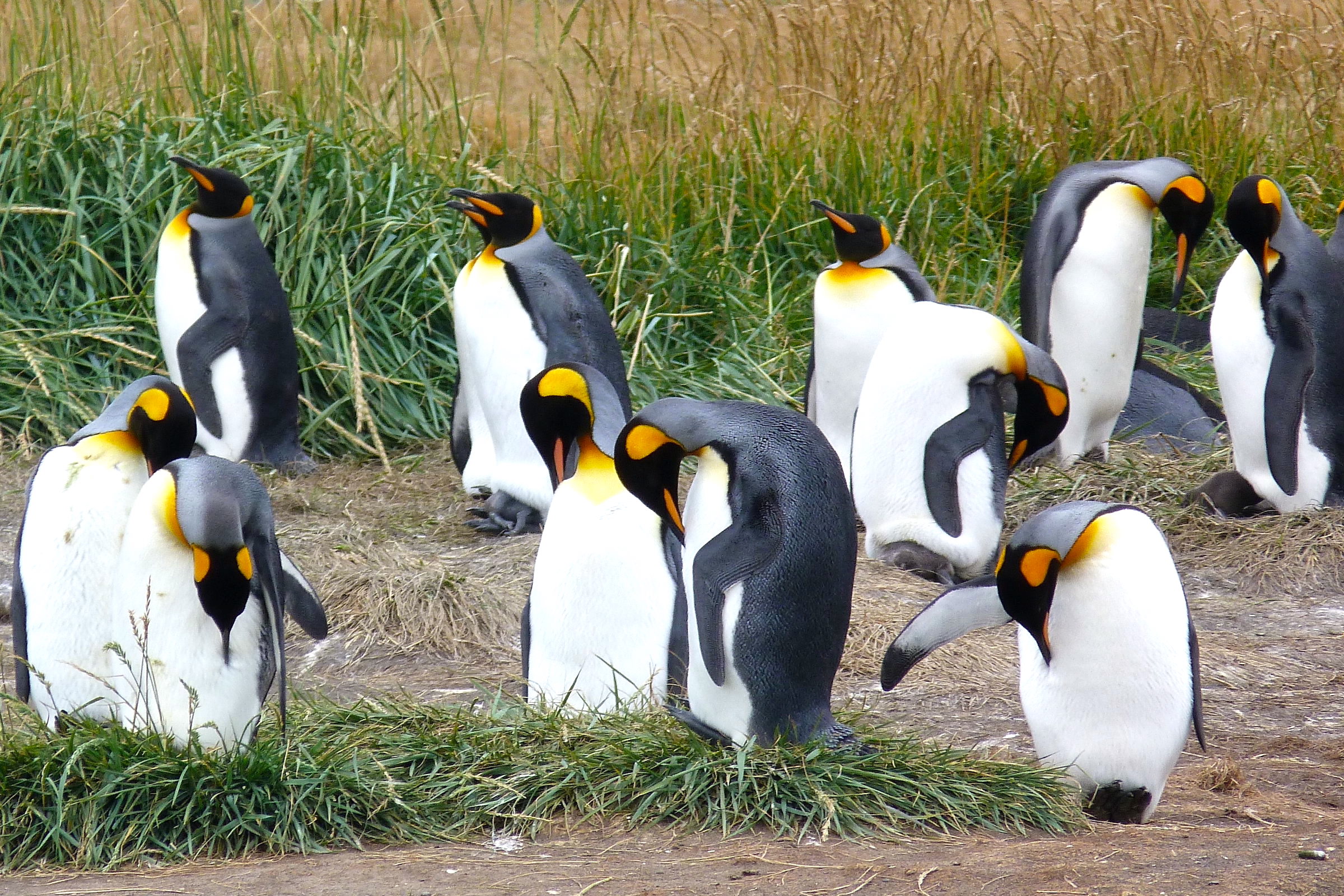 King penguins in Tierra del Fuego