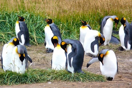 King penguins in Tierra del Fuego