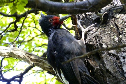 Magellanic woodpecker, Los Glaciares, Patagonia