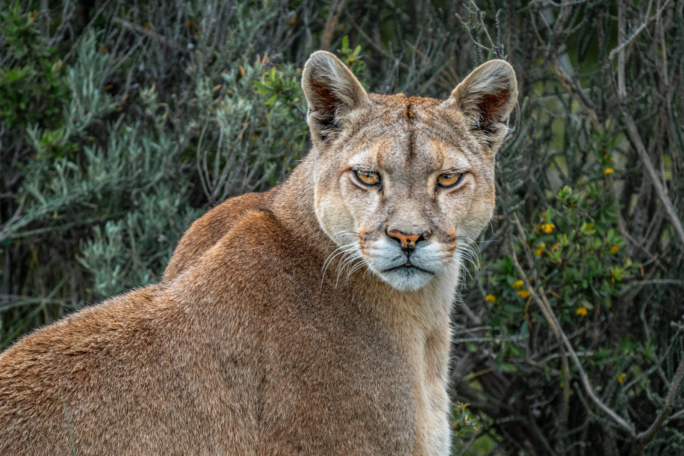 A puma in Aysen, Chile