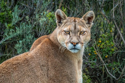 A puma in Aysen, Chile
