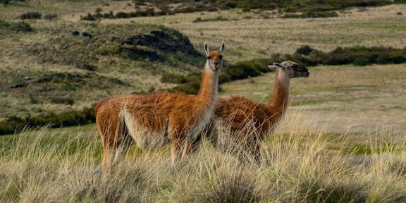 Guanacos in Torres del Paine