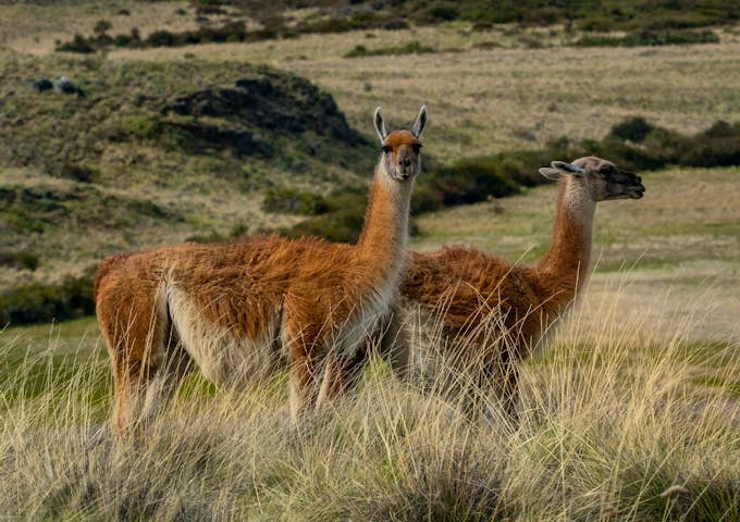 Guanacos in Torres del Paine