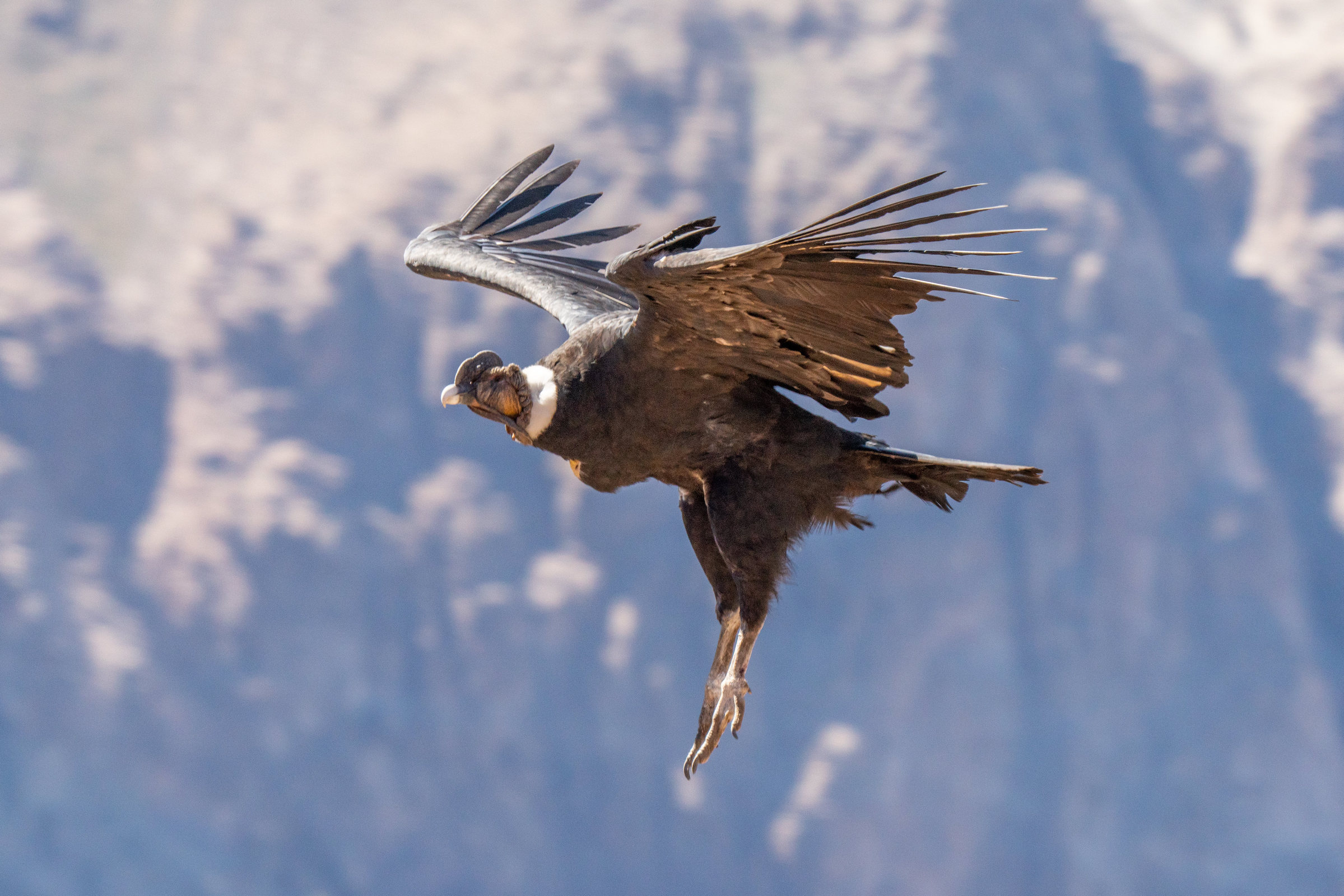 Andean condor in Aysen, Chile
