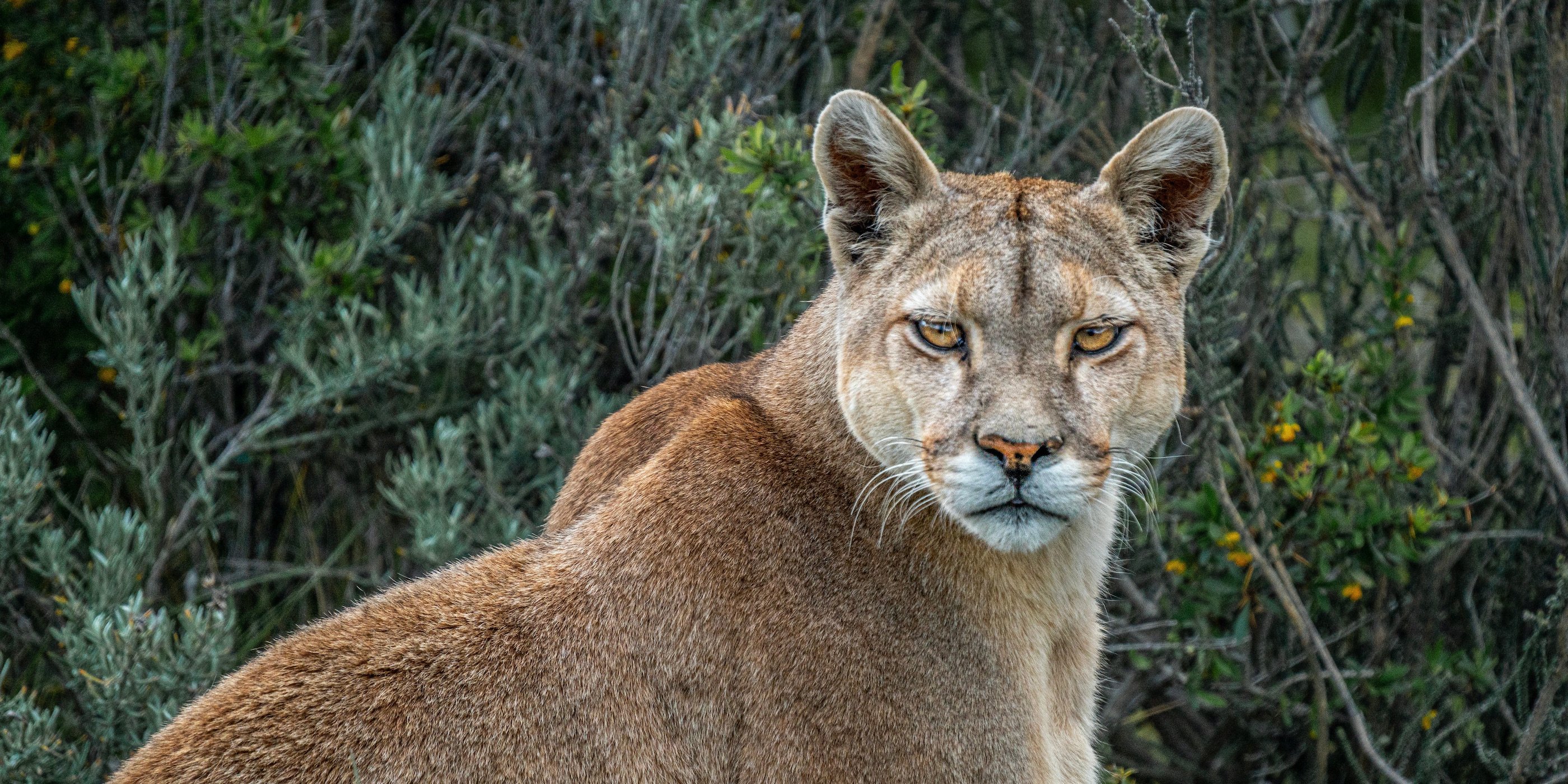 Puma tracking safari tours in Torres del Paine Patagonia Swoop Patagonia