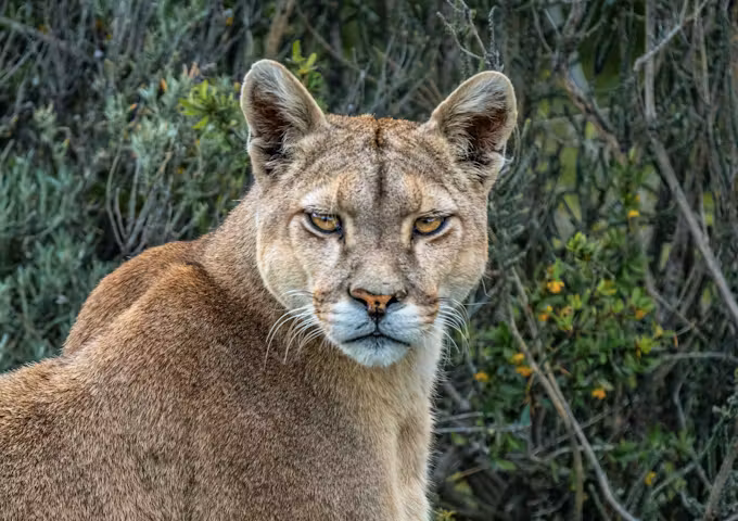 Puma close up in Torres del Paine