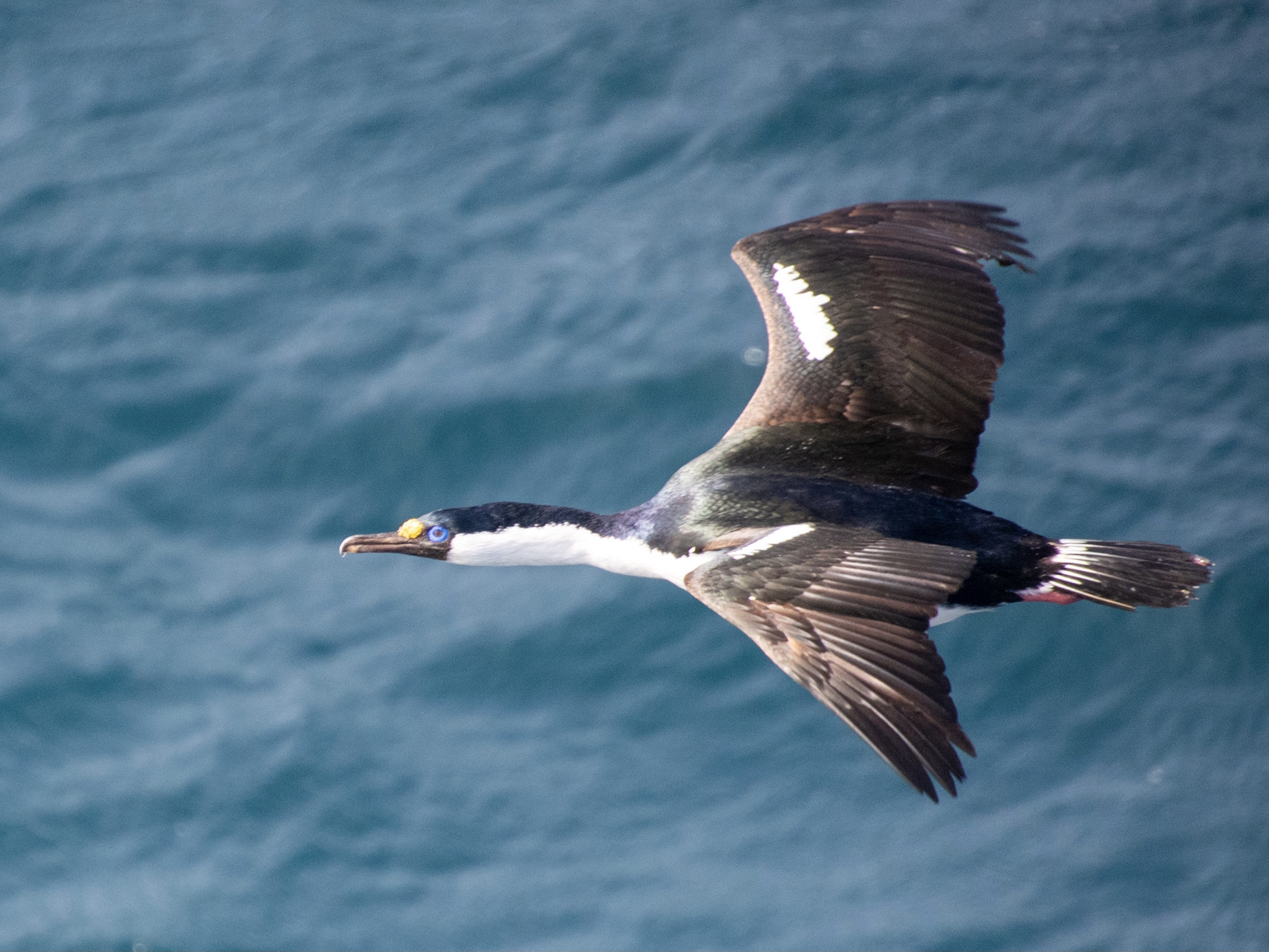 Imperial cormorant in flight off the coast of Tierra del Fuego