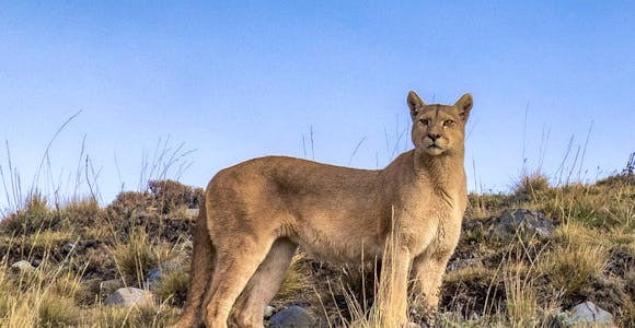 Puma in Torres del Paine