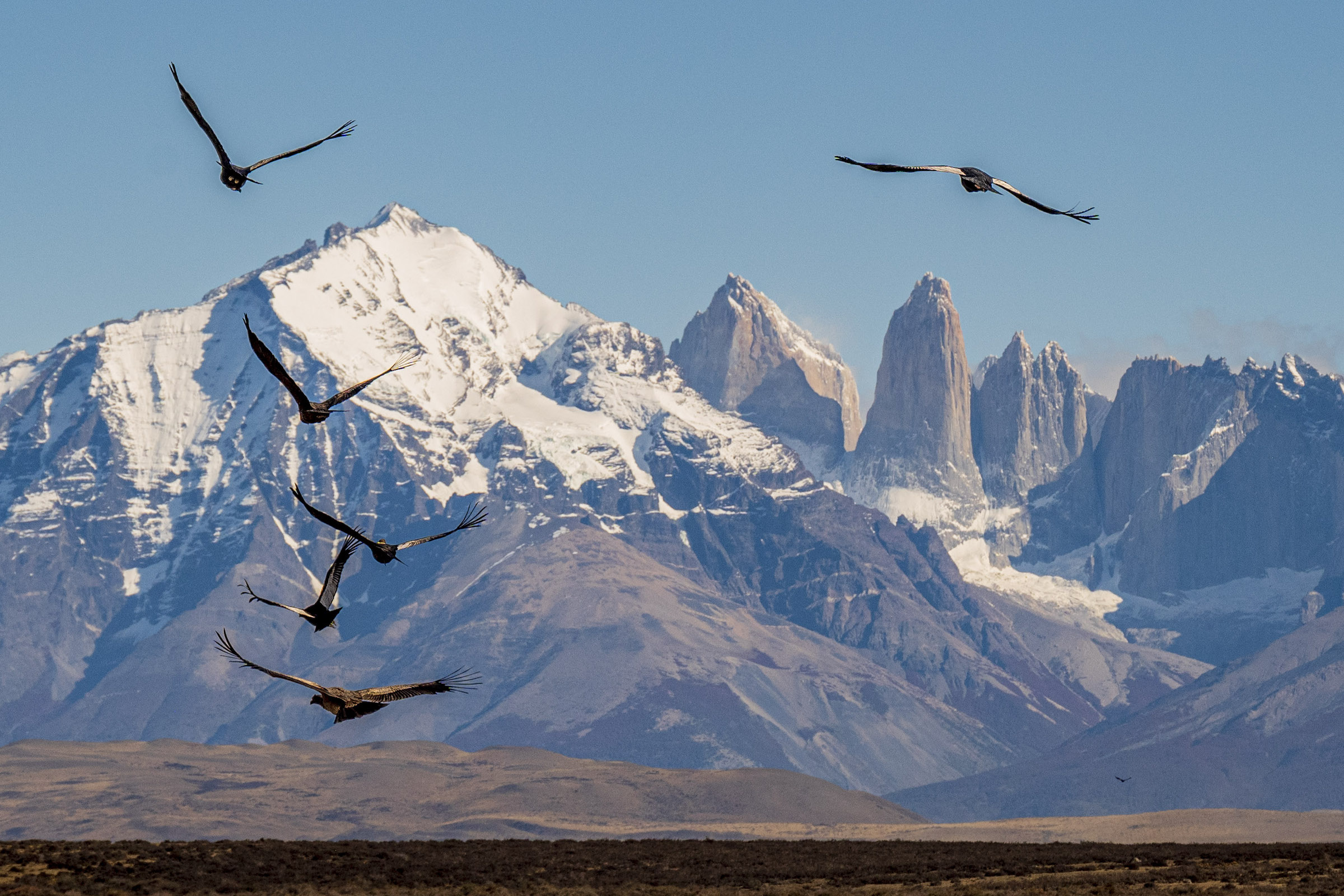 Condors flying in front of the Towers at Torres del Paine
