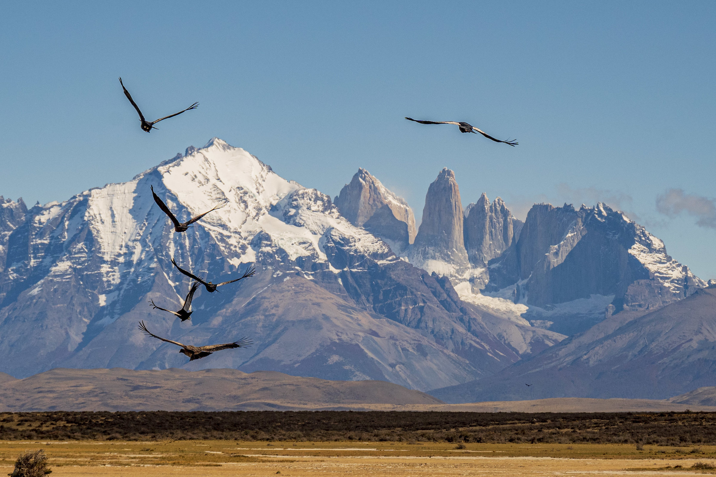 Condors at Torres del Paine