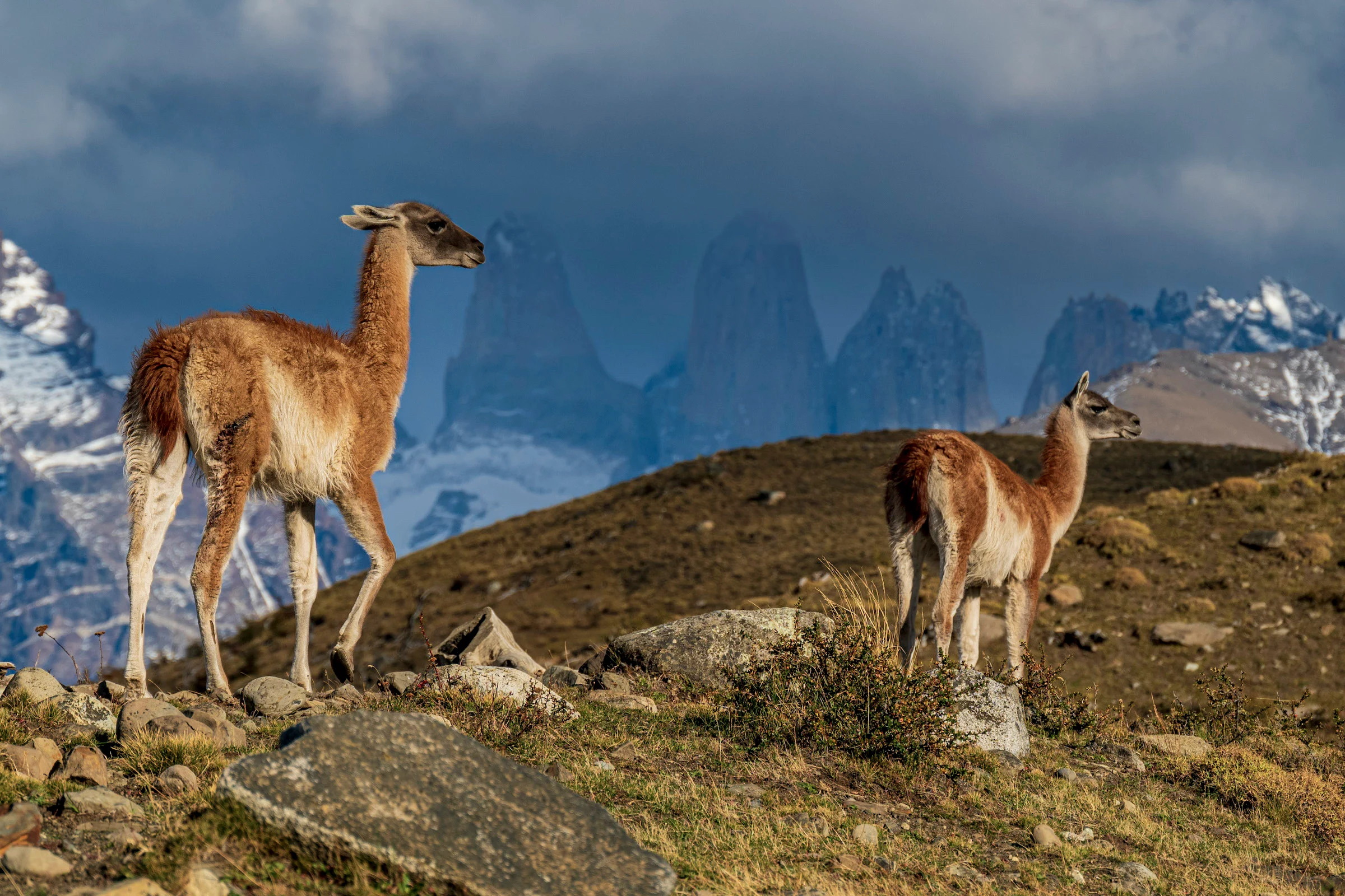 Wildlife of Patagonia