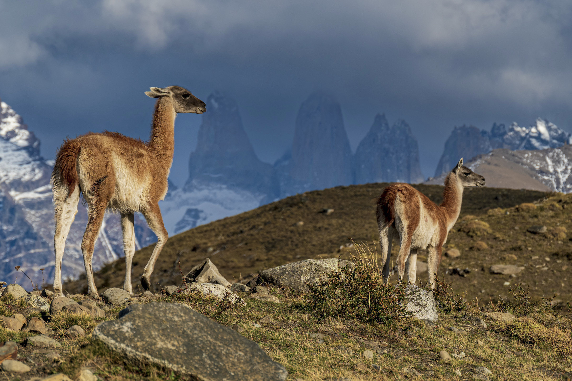 Guanacos in front of the Towers at Torres del Paine