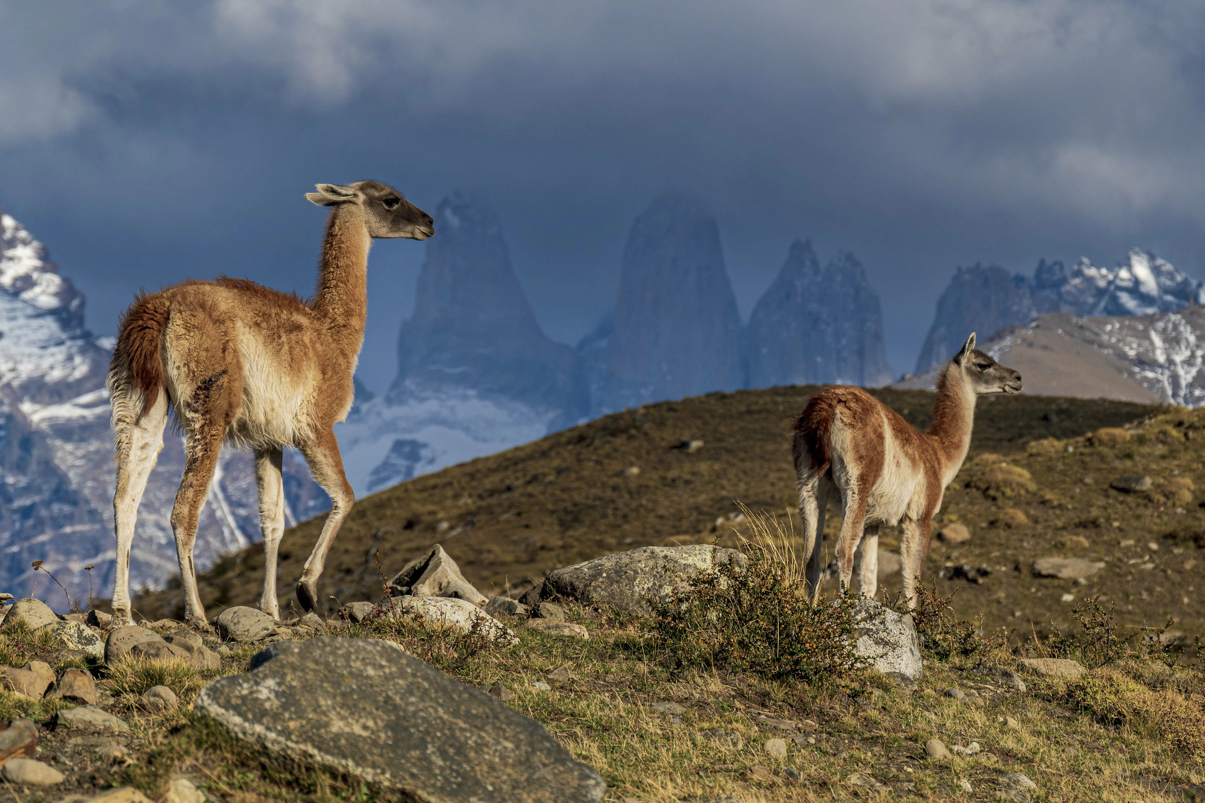 Torres Del Paine Animals Swoop Patagonia torres-del-paine-animals-swoop-patagonia