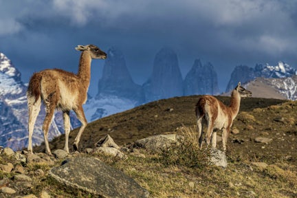 Guanacos in front of the Towers at Torres del Paine