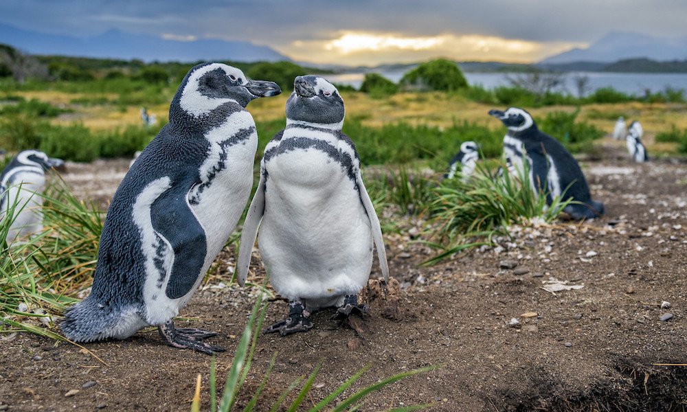 Magellanic penguins in Tierra del Fuego