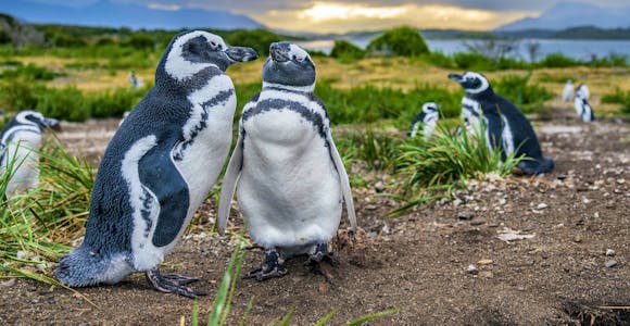 Magellanic penguins in Tierra del Fuego