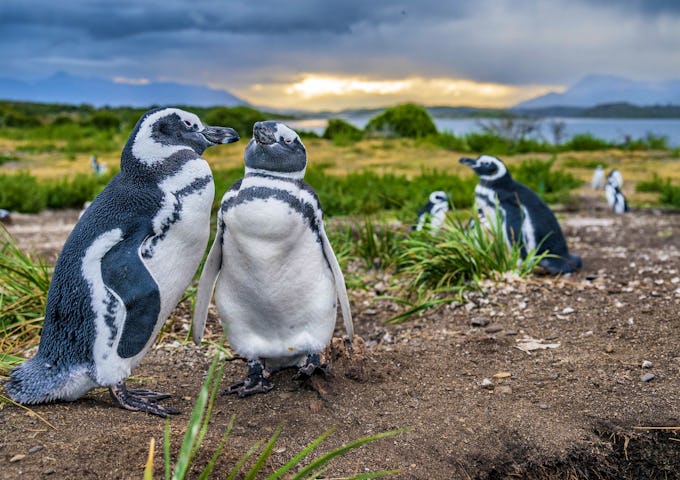 Magellanic penguins in Tierra del Fuego