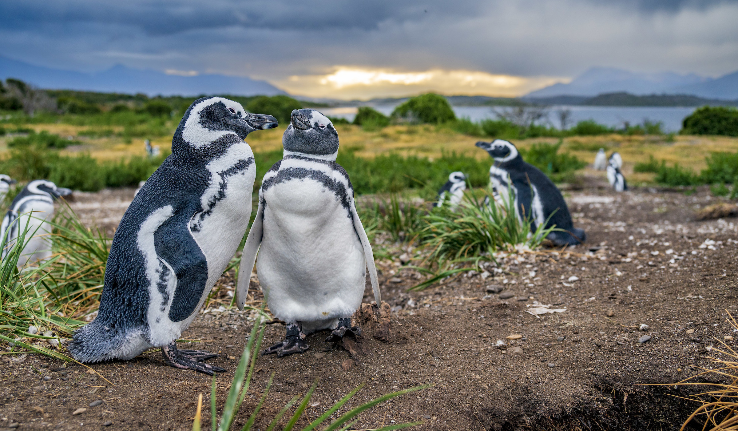 Magellanic penguins at the Tucker Islets in Tierra del Fuego