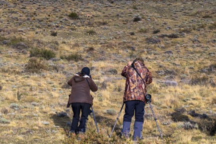 Watching pumas in Torres del Paine