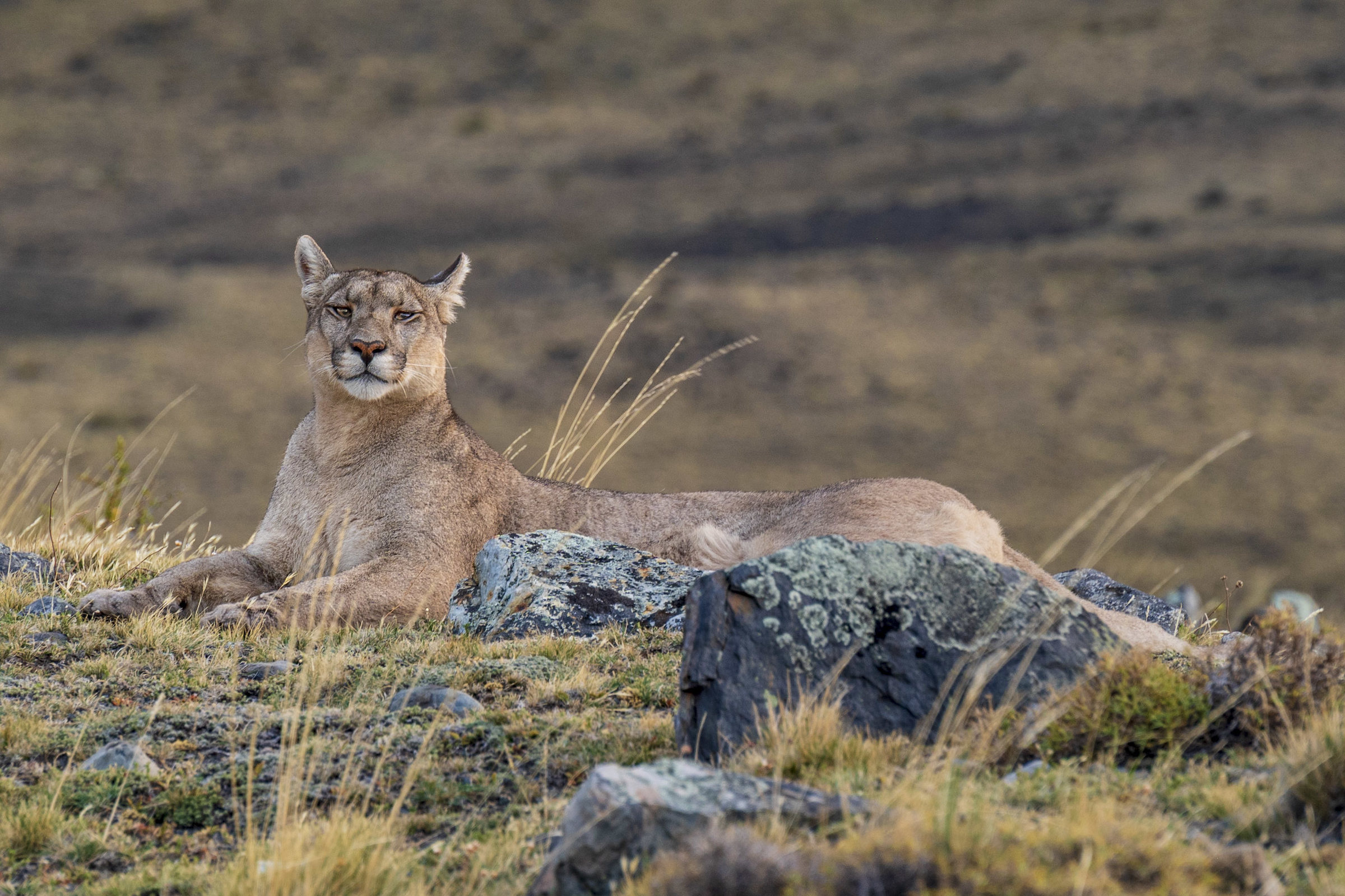 Puma in Torres del Paine