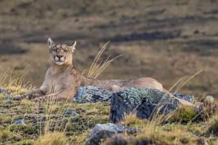 Puma in Torres del Paine