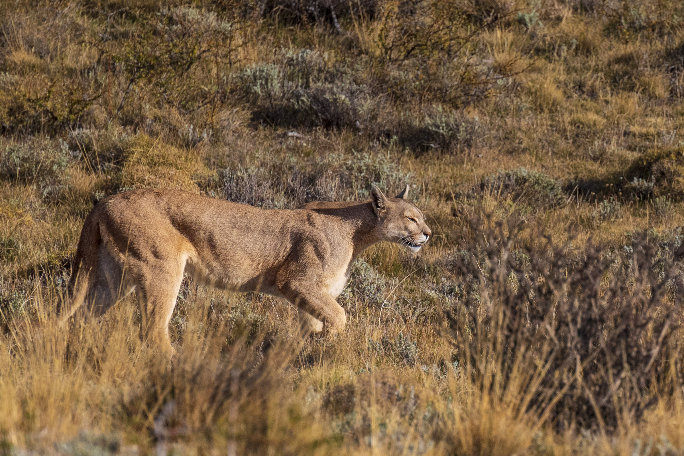 A puma hunting in Torres del Paine