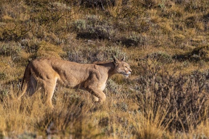 A puma hunting in Torres del Paine