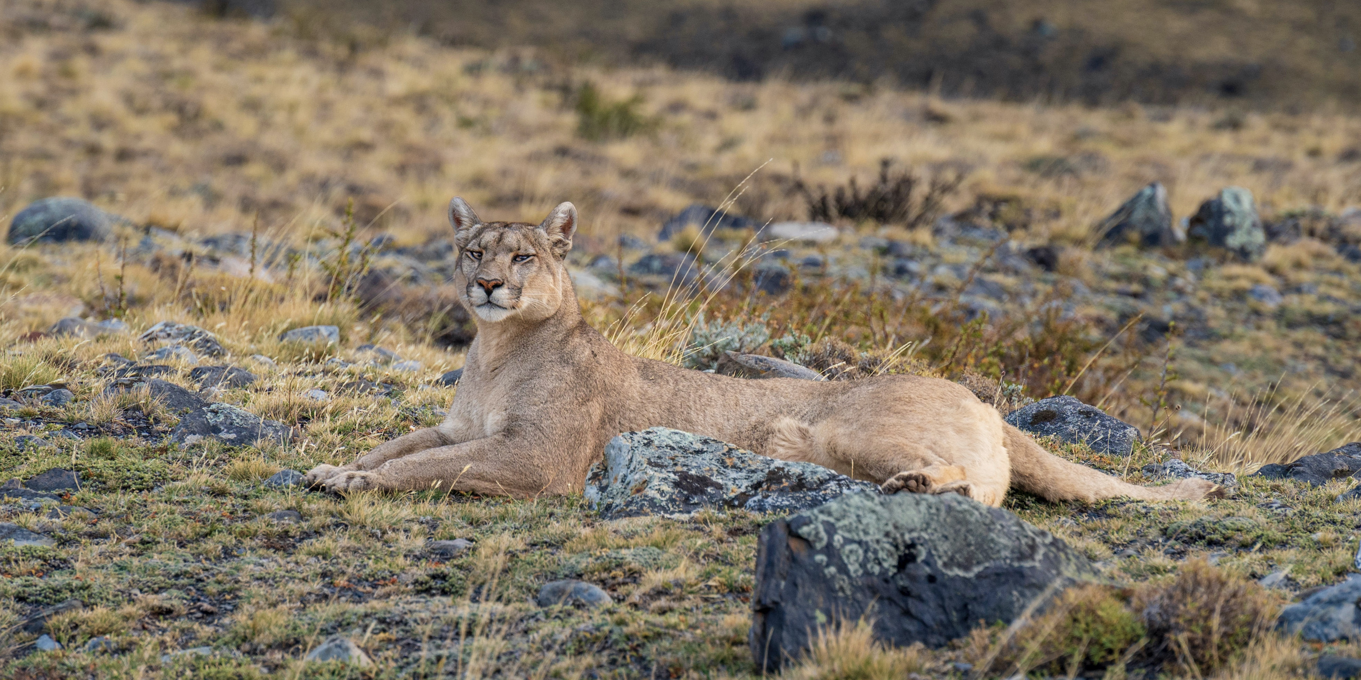 Female puma at rest in Torres del Paine