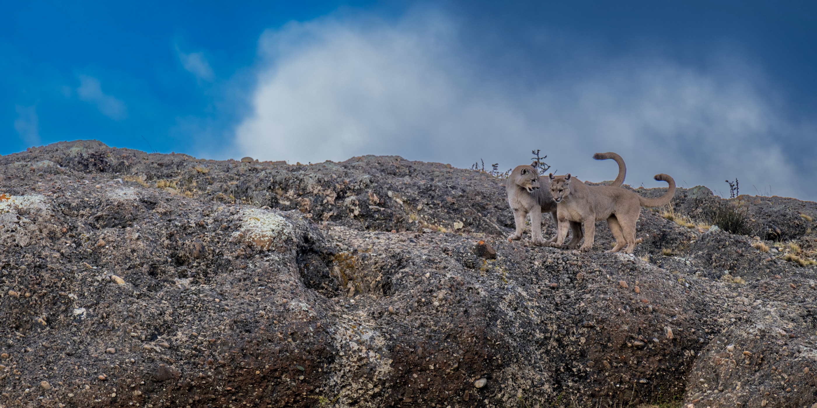 Puma cubs playing in Torres del Paine