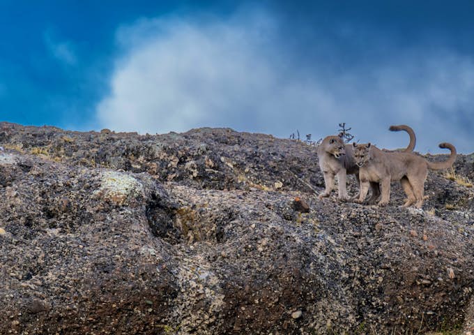 Puma cubs playing in Torres del Paine