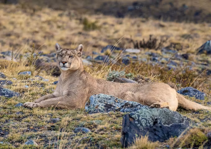 Female puma at rest in Torres del Paine
