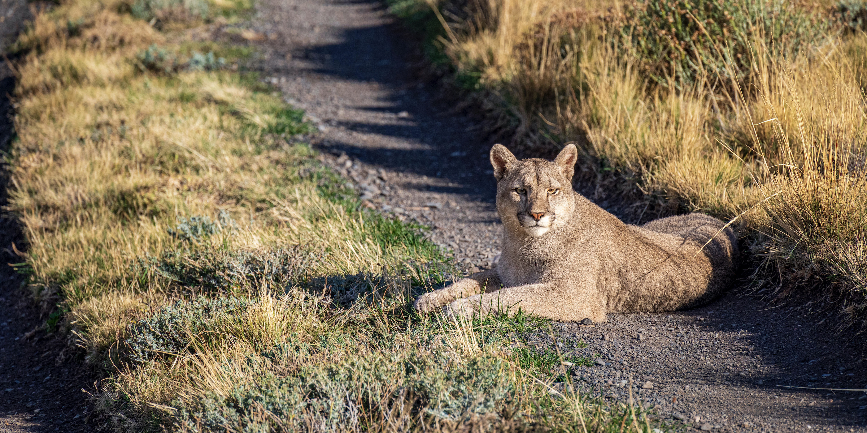Puma resting on a track in Torres del Paine