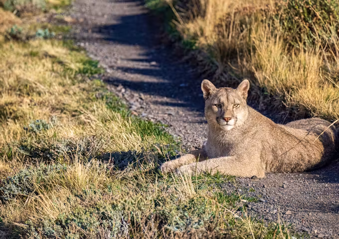 Puma resting on a track in Torres del Paine