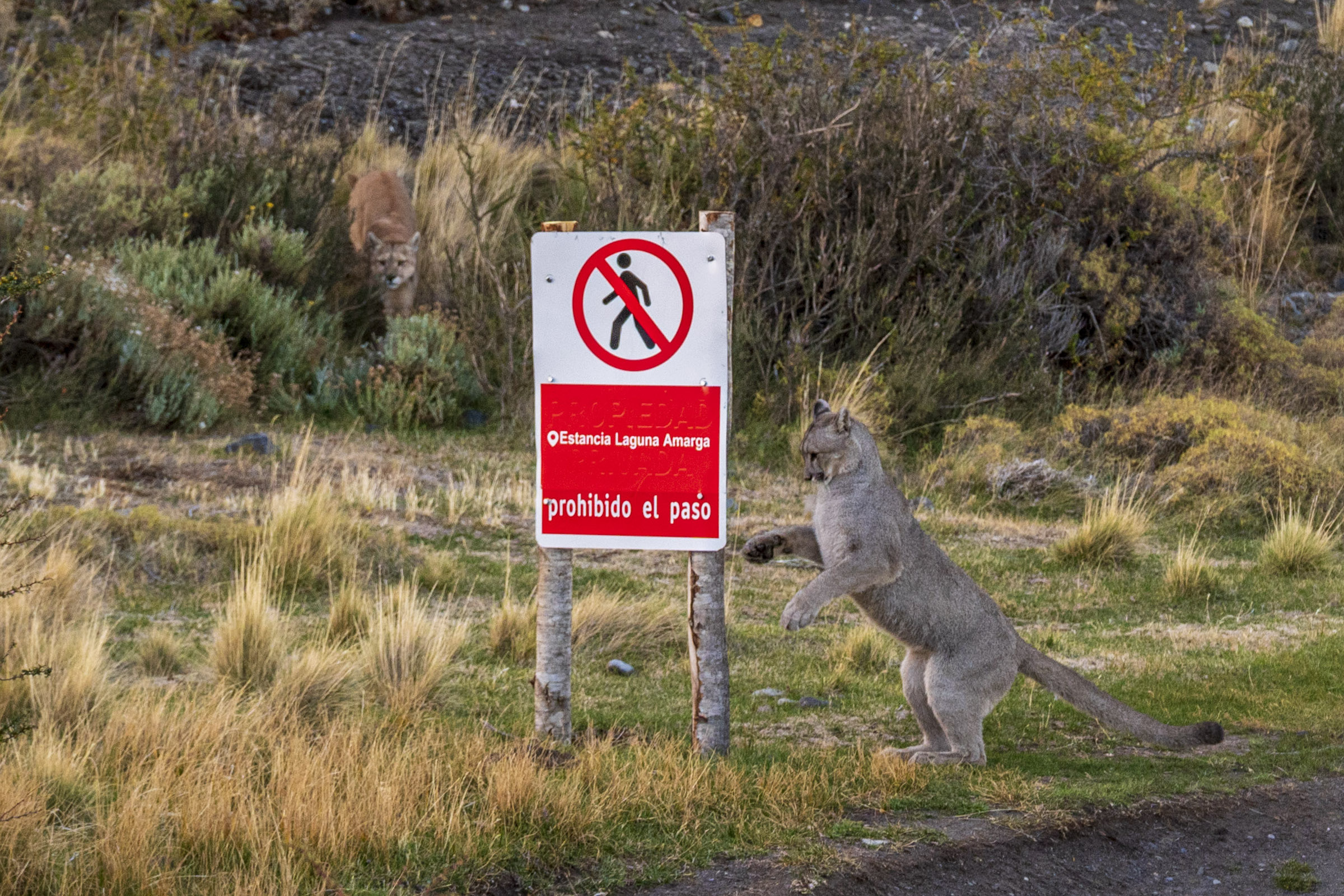 Puma tracking safari tours in Torres del Paine Patagonia Swoop Patagonia