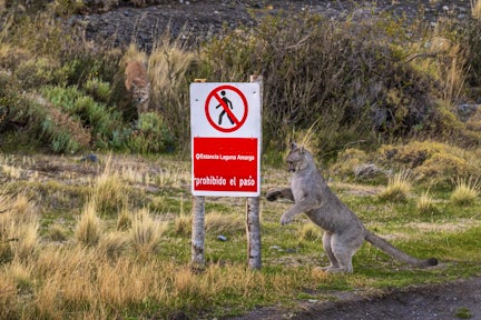 Puma cubs by a road sign in Torres del Paine