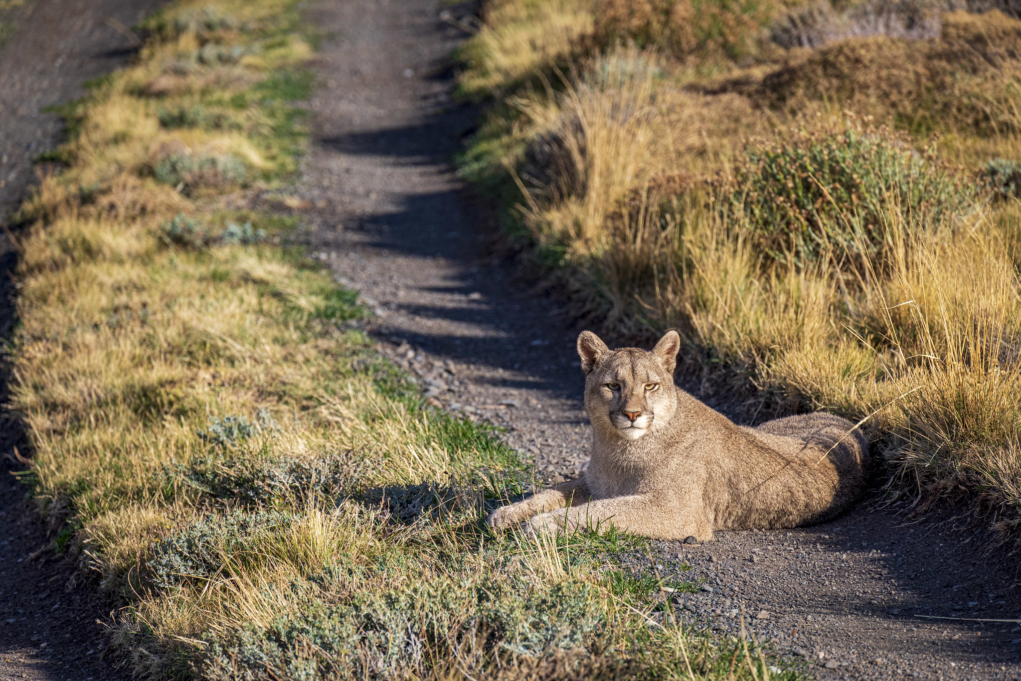 Puma Tracking from a Luxury Lodge