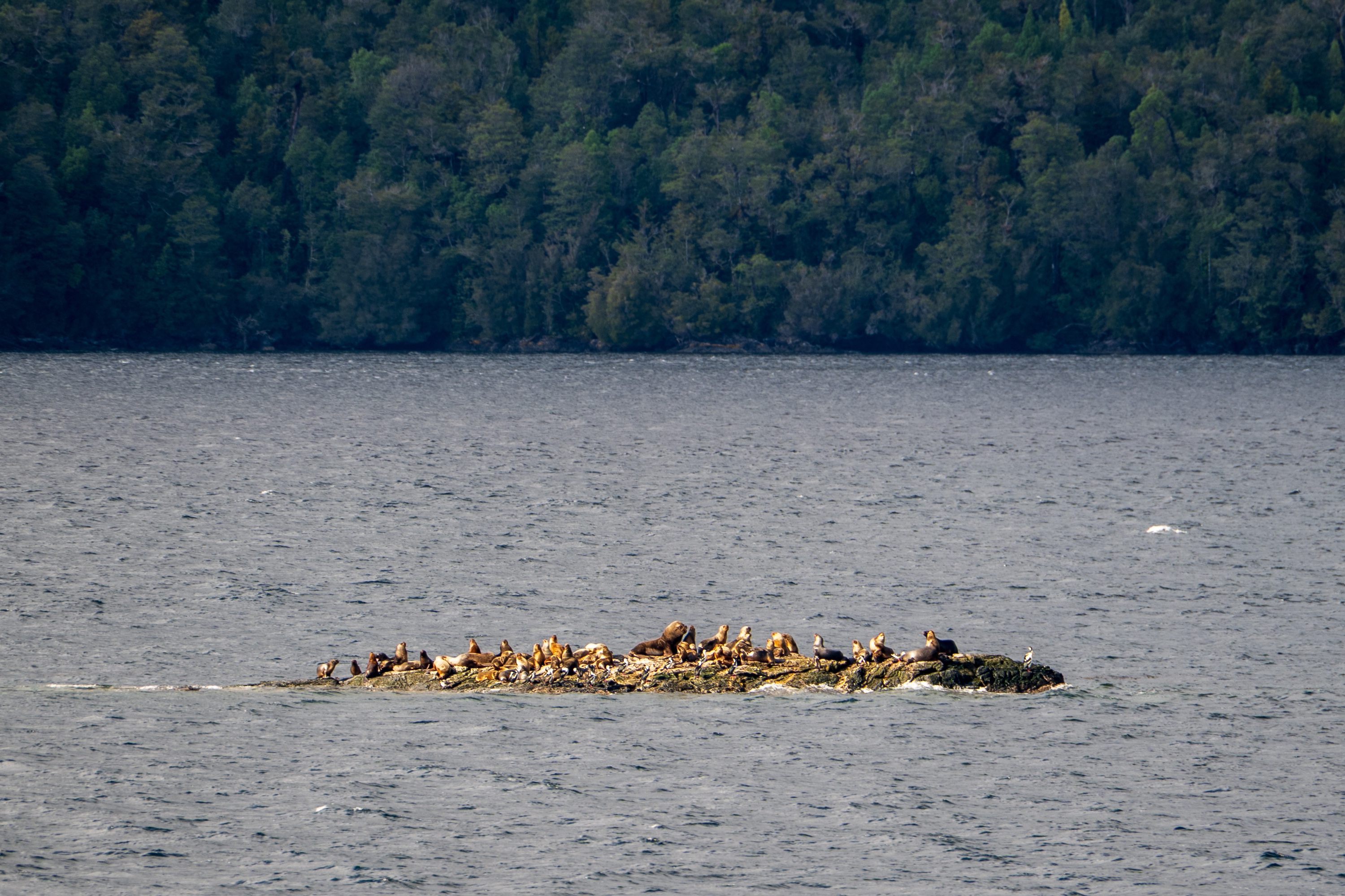 Essential Patagonia Expedition Cruise